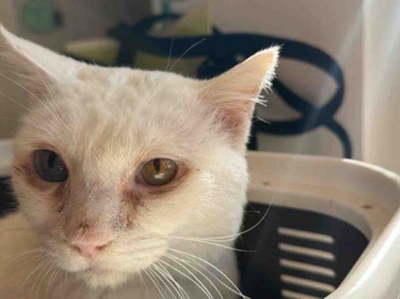 オッドアイ、冬の輝き　20251213