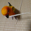 お箸のなれのはてが