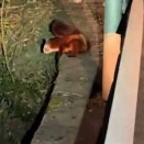 【モフモフ】 山道を歩いていたら崖側に何かいる。リスかな → 近づいたら違いました…