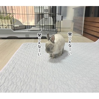 うさぎのルリ(1/30追記)