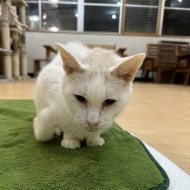 マッシュのこと