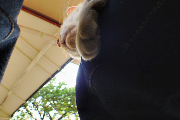 青空と陽だまり 猫の声が聞こえる