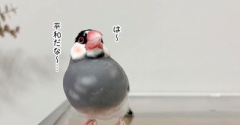 セラくんの傷