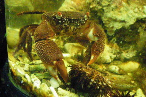 ウニを食らうイボイワオウギガニ 再 Webカノ誌 再放送ちゃんねる