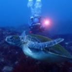 西川名ダイビングログ｜館山ダイビング