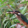 川エビを捕ったカワセミを撮る🦜📸（多々良沼公園）