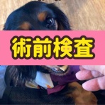メルロコ一家の横須賀ストーリー