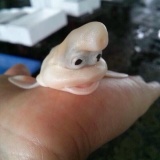 【謎生物】 三津浜の市場であがった奴がキモい、キモ過ぎる･･･。【画像】