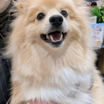 岐阜県 ペットショップワンラブ イオンモール土岐店スタッフブログ