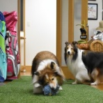 メロディ＆ミニーの写真館