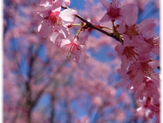 小石川植物園に染井吉野の蕾を確認しに行ってきた。(その参)