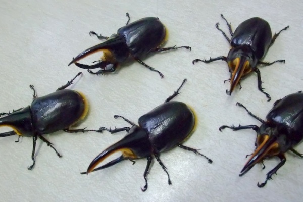 natural field - OAKS血統 サタンオオカブトとネプチューン