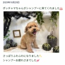 🎃ハロウィントリミング🐶