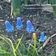 【ガーデニング】長年の後悔をはらす記念の年!