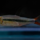 『5月26日(金)熱帯魚入荷情報！』の画像