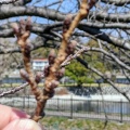 門池の桜：寒緋桜が見頃、ソメイヨシノはつぼみ