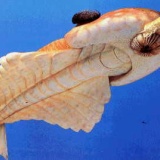 【画像】カンブリア期の生き物とか好きなやつおるか？
