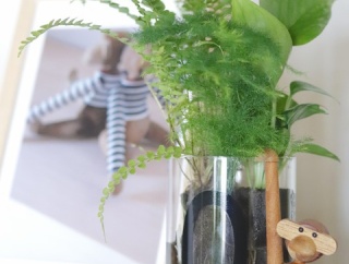 【楽天お買い物マラソン】過去イチお勧めのお取り寄せグリーン！ズボラさん大歓迎♪最高のグリーンで生活に癒しを（PR)