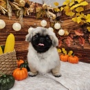 ペキニーズちゃん、シャンプーカット✂️🐶