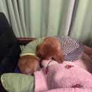 本日はお休み。