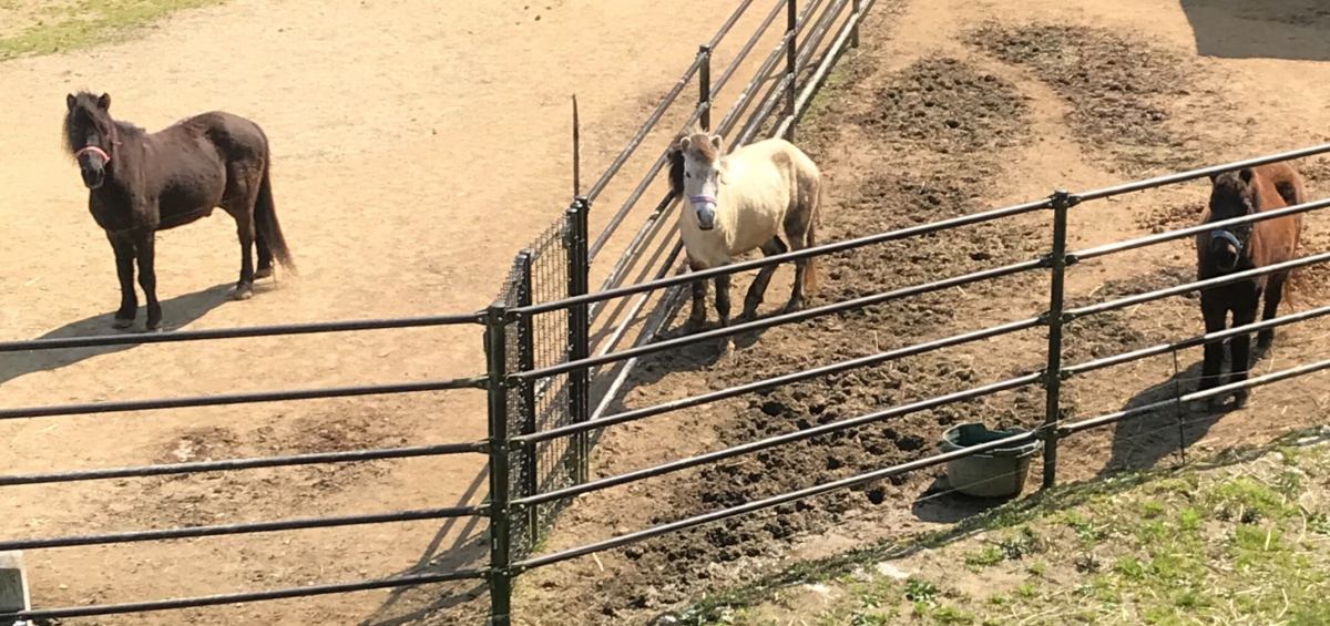 北海道和種(道産子)ってどんな馬? : 日本の馬