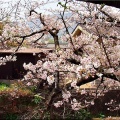 4/6(月)〝竹ヶ端運動公園〟〝集会所裏水呑川土手〟サクラ並木の散策(^.-)☆(12)