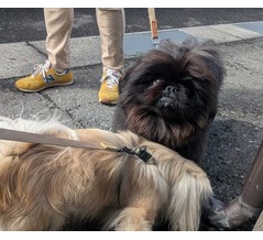 VZシャーシ・バックスライドアンカー①弘前ラーメン紀行