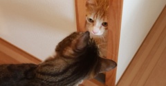 大胆でビビりん坊な猫。