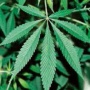 モーリー・ロバートソン氏、大麻合法化を改めて主張「取締法は時代遅れ」「メリットの方が圧倒的に多い」
