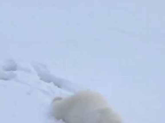 恐ろしい猛獣が雪の斜面にいた。なんだよその「ほのぼの」は！ → やつはこんな動きです…