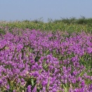 アフリカの飢餓の原因「魔女の雑草」ストライガを自殺発芽でやっつけろ！