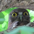 2025天然記念物大銀杏でアオバズクを撮る🦉XVIII（足利市鑁阿寺）