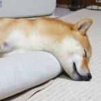 柴わんこと暮らす日々