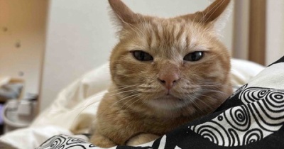 13歳なのに「3歳？」と聞かれる美魔女猫。シータさん、帰国してさらに覚醒しました