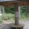 学能堂山の山芍薬とイナモリソウ