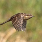 Tokyo_wildbirdpark_blog