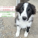 『ボーダーコリーの幼犬の里親さんを募集します』の画像
