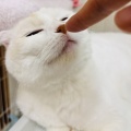 Sさんのお当番日記『単純かわい子ちゃん』。