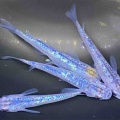 メダカ•金魚入舎情報‼️