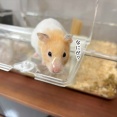 今日のプリンとうさぎのルリ(8/24追記)