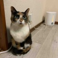 挙手ではなく、挙足のジャミちゃん