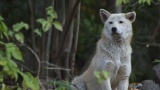 【悲報】ワイ、会社にたまにくる野良犬に餌をやっていたら幻獣注意される
