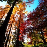 『2025.11『半田山植物園の絶景紅葉 final🍂⑨』岡山市北区』の画像