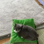 100円クッションで作る猫ベッド