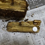 華莉乃の星空飼育日記