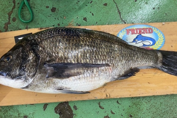 釣具のフレンド 釣り力ｕｐ 最新情報 チヌ 黒鯛 ダービー