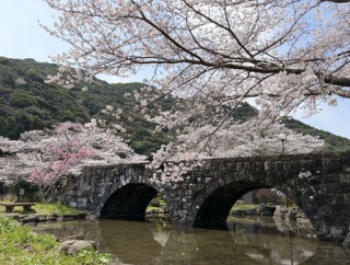 全長5kmの桜づつみロードと、田ノ頭しだれ桜と、稗ノ尾めがね橋と（波佐見町）