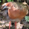 羽ばたくヒクイナ＆友人から弁当差し入れ🪿🍱（多々良沼公園）