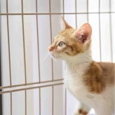 ※猫のことしか書いてません。リンちゃんが『ねこちゃんホンポ』に掲載と、リンちゃん誕生日