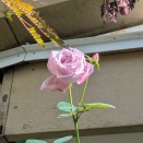 ブルームーンが咲きました・デルフィニュームとシュガーボンボンの植え付け